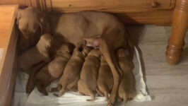 Litter of Hungarian Vizslas Puppies