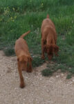 8 Hungarian Vizsla pups – DOB 30/03/2022