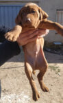 8 Hungarian Vizsla pups – DOB 30/03/2022
