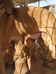 8 Hungarian Vizsla pups – DOB 30/03/2022