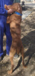 8 Hungarian Vizsla pups – DOB 30/03/2022