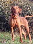 Hungarian Vizsla Girl – March 2023