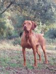 Hungarian Vizsla Girl – March 2023
