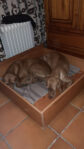Litter of Hungarian Vizslas Puppies