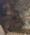 8 Hungarian Vizsla pups – DOB 30/03/2022