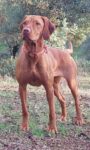 Hungarian Vizsla Girl – March 2023