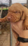 8 Hungarian Vizsla pups – DOB 30/03/2022