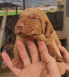 8 Hungarian Vizsla pups – DOB 30/03/2022