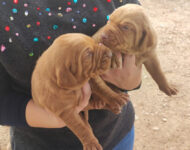 8 Hungarian Vizsla pups – DOB 30/03/2022