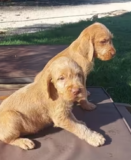 Exceptional wire-haired Vizslas