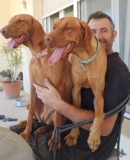 Thinking of having 2 Vizslas!