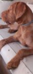 Wire Haired Hungarian Vizsla Girl