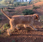 Wire Haired Hungarian Vizsla Girl