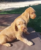 Wire Haired Hungarian Vizsla Girl